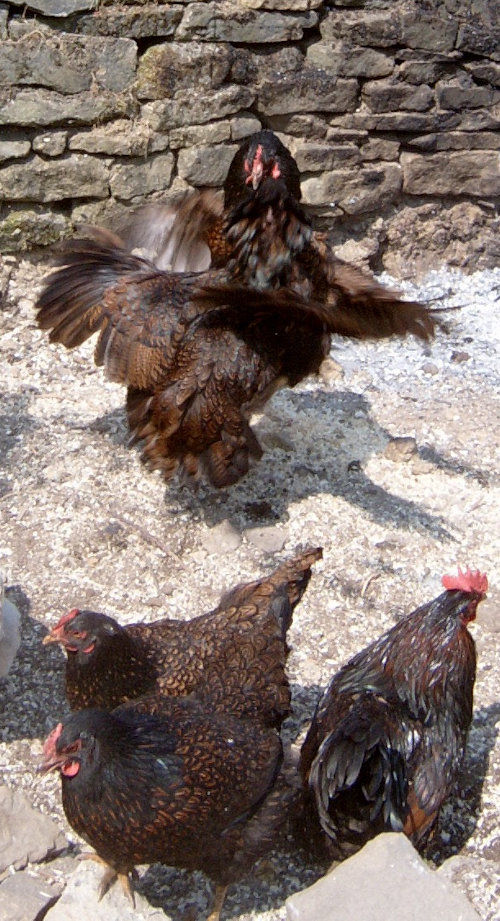 Why chickens fight and how to stop it. Cluckin