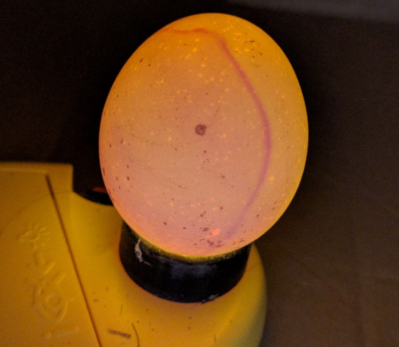 Blood rings in incubated eggs and how to avoid them. Cluckin