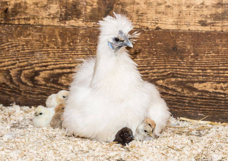 A broody Silkie hen