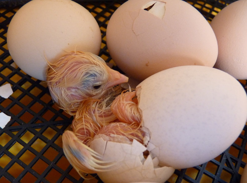 A chick hatching in an incubator
