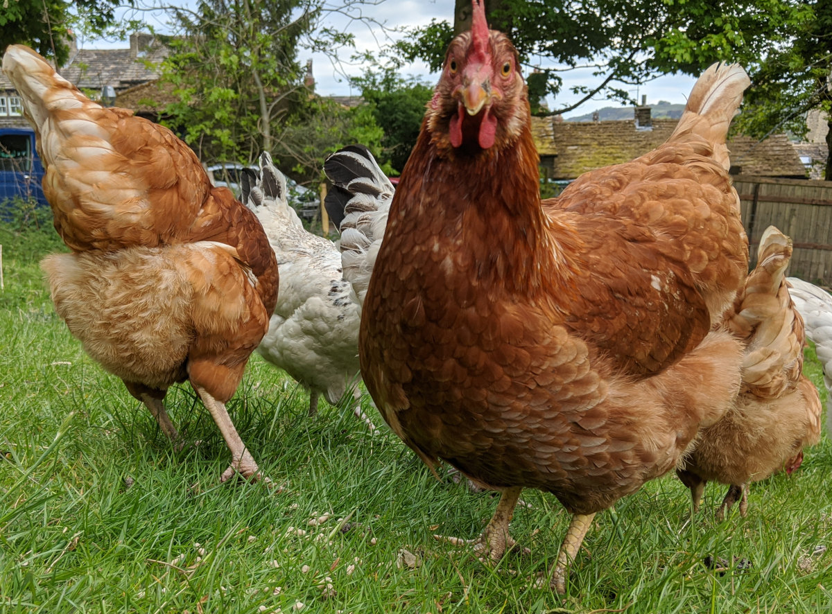 A group of pullets free ranging on grass.
