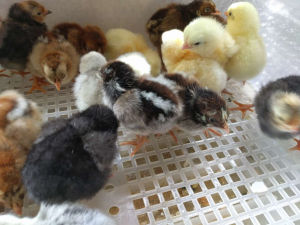 A hatch of dry fluffy chicks ready to move to the brooder