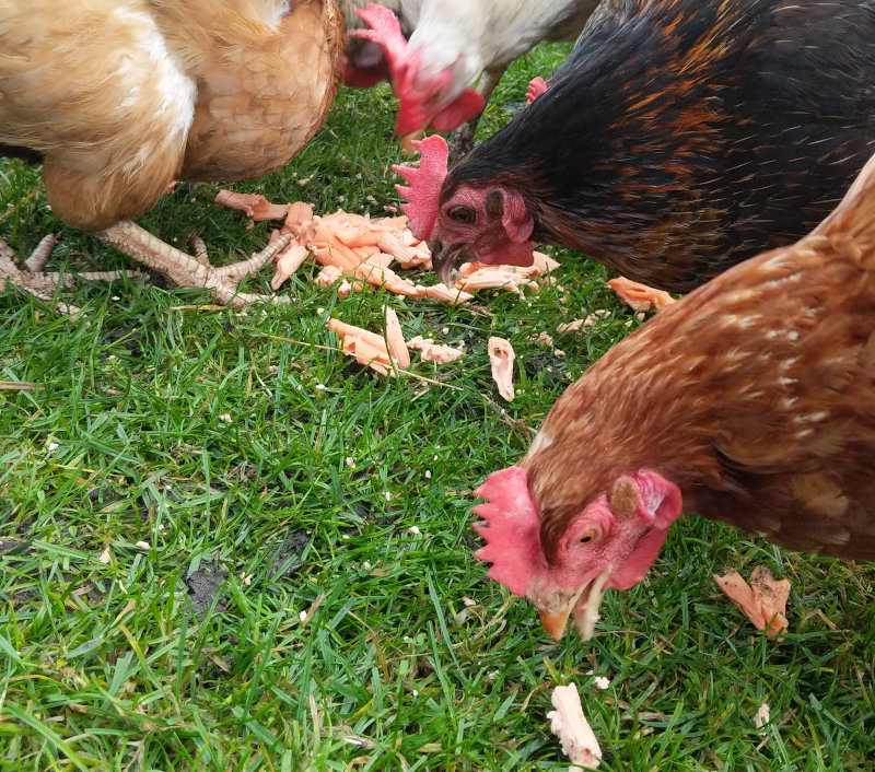 My chickens eating some pasta leftovers.