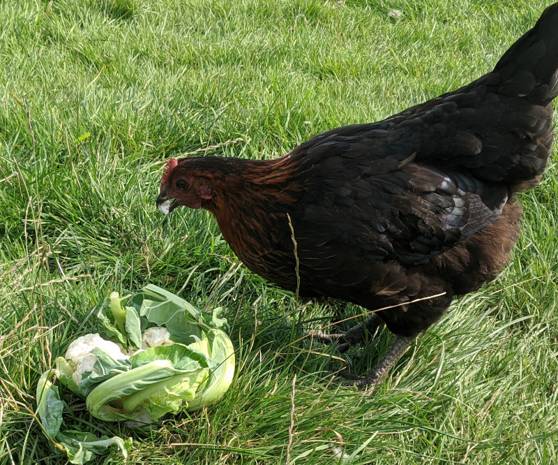 Can Chickens Eat Cauliflower 