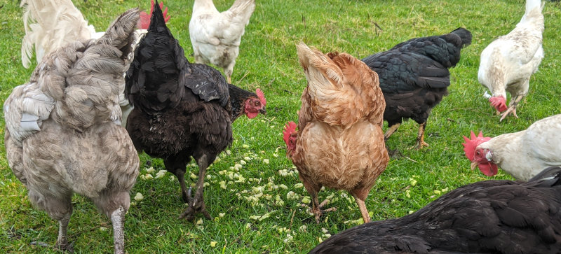 My chickens eating salad leaves and lettuce