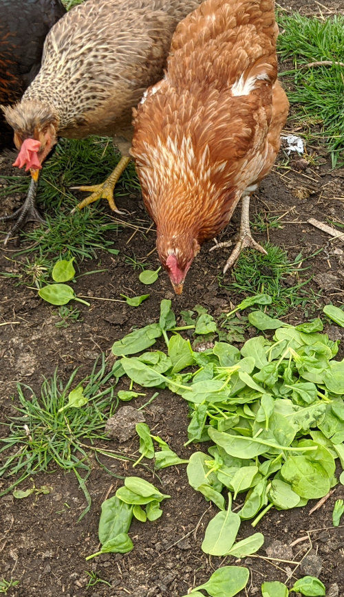 Can chickens eat salad, lettuce and spinach leaves? Cluckin