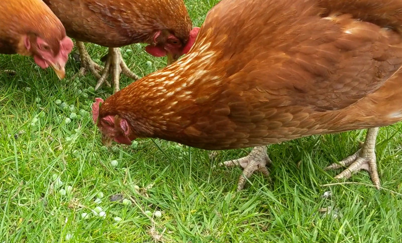 My chickens eating peas as a treat