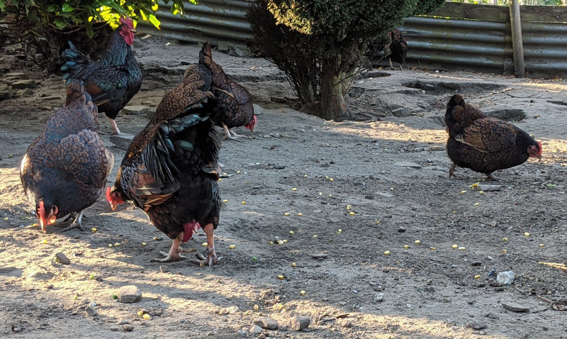 A small flock of my chickens eating sweetcorn