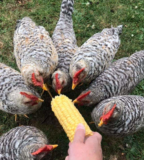 Can chickens eat corn, sweet corn and maize? Cluckin