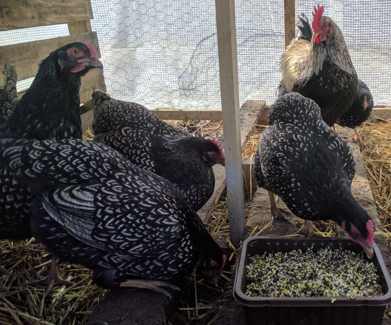 A breeding flock of barnevelder chickens eating sprouted grains