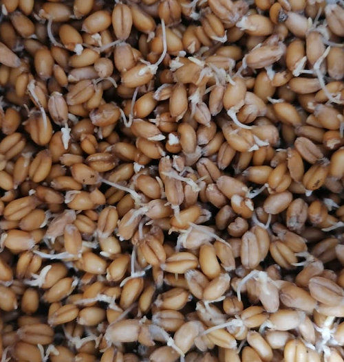 Sprouted grains for chickens with 17 types tested Cluckin