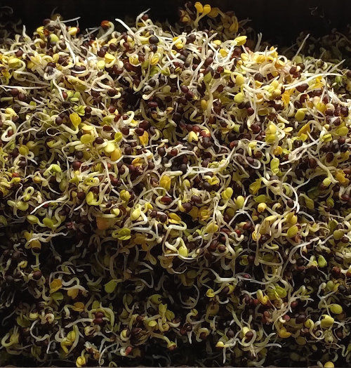 Sprouted grains for chickens with 17 types tested Cluckin