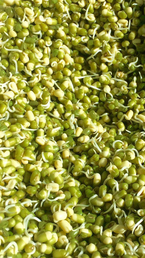 Sprouted grains for chickens with 17 types tested Cluckin