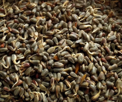 Sprouted grains for chickens with 17 types tested - Cluckin