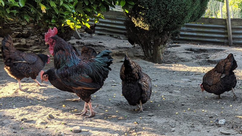 A flock of chickens being scatter fed with corn