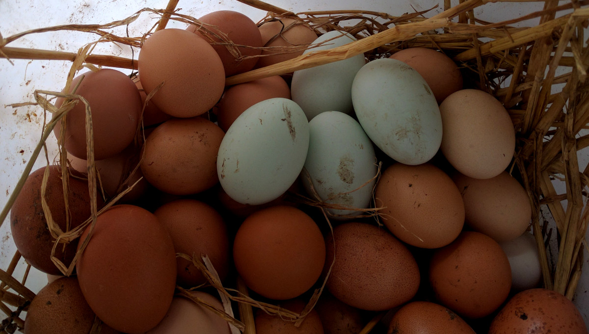 A selection of different coloured chickens eggs