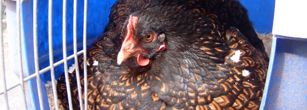 A broody Barnevelder hen sat on a clutch of eggs