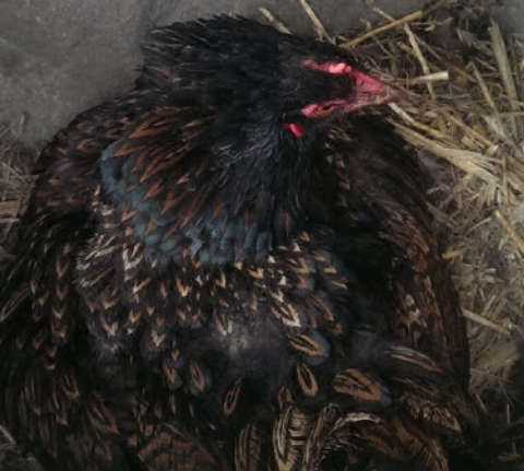 What I learned hatching eggs naturally with a broody hen. - Cluckin