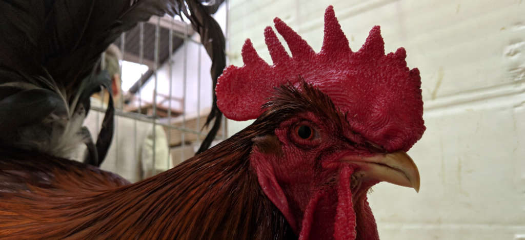 A true bantam cockerel in a show cage