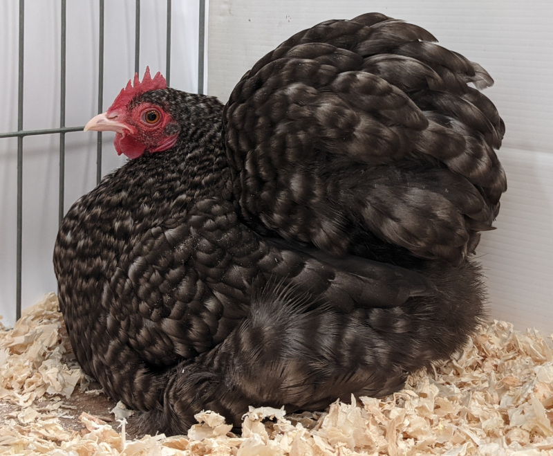 A cuckoo Pekin Bantams perching .