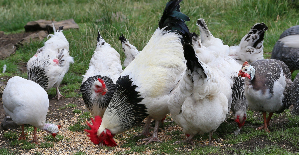 Young Dark Brahma and Lavender Chicken (Gallus gallus) Stock Photo