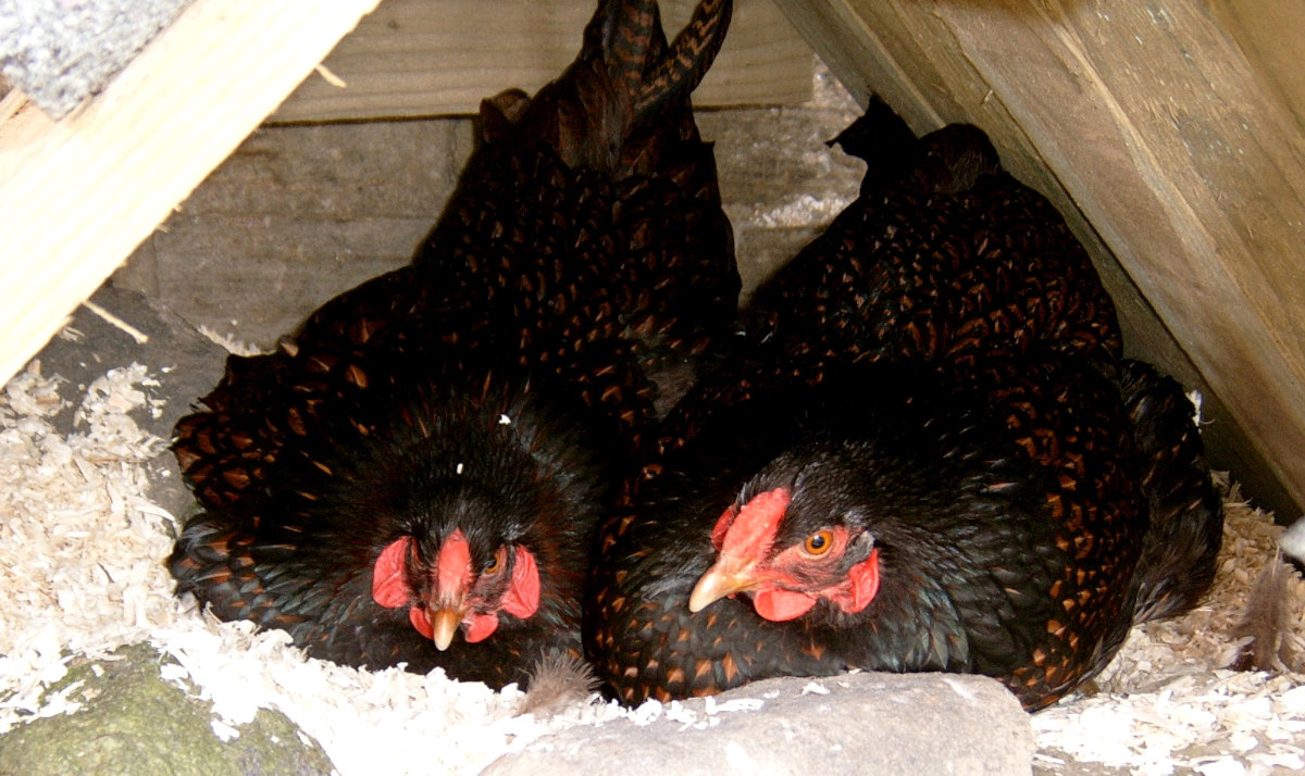 Broody barnevelder hens on a nest