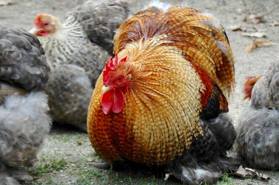 A fuly grown Pekin bantam