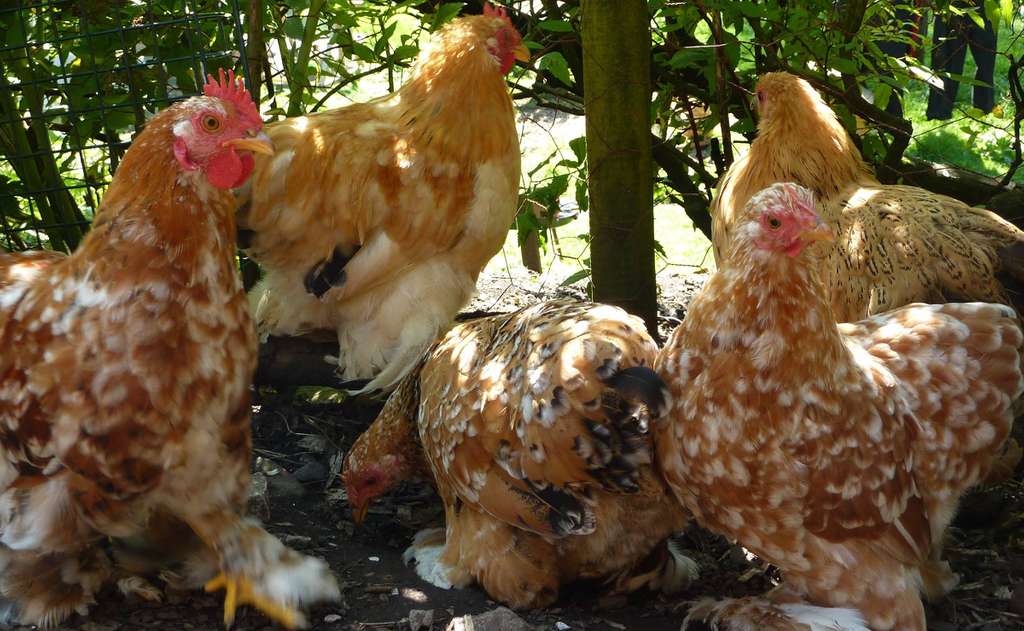 A flock of Pekin hens in the garden