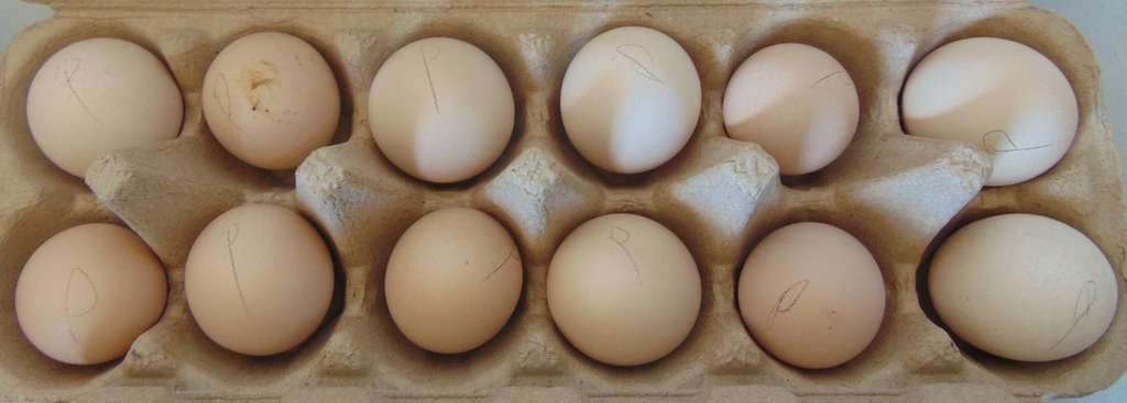 A selection of 12 Pekin bantam eggs from my flock