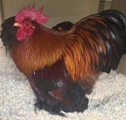 Pekin Bantam Colours And Patterns Cluckin