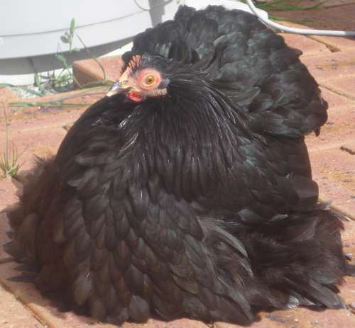 Pekin Bantam colours and patterns. - Cluckin