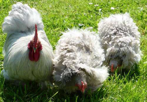 Pekin Bantam colours and patterns. - Cluckin