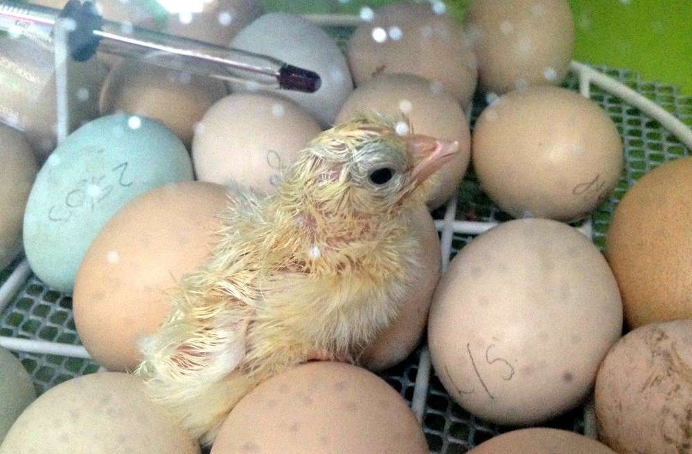A pekin chick hatching in the incubator.