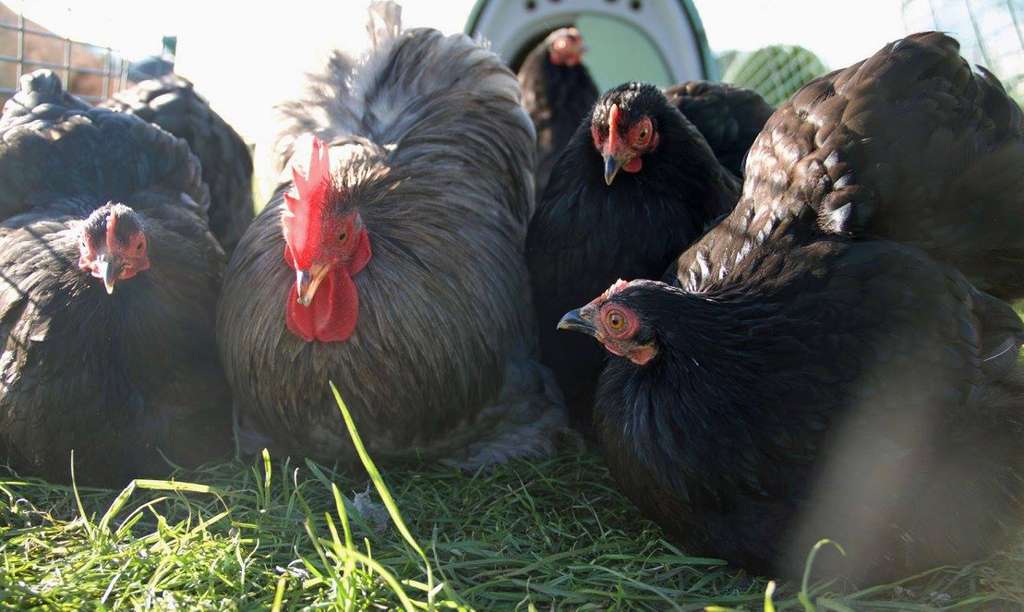 A breeding flock of 1 cockerel and 5 pekin hens