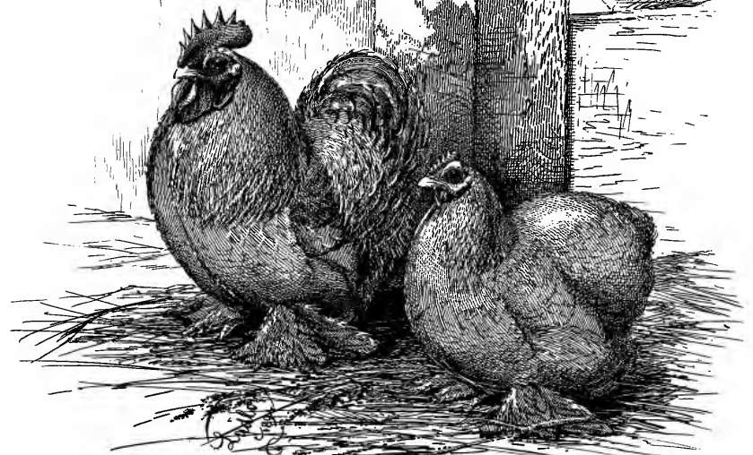 A photo of Pekin chickens from an old poultry book