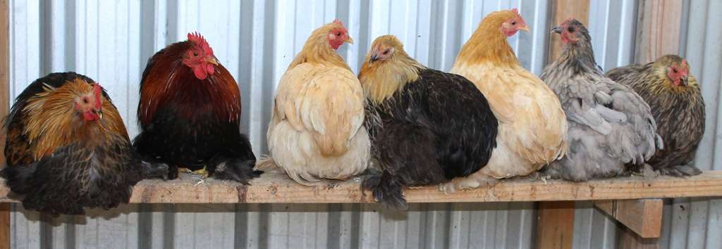 A row of Pekin bantams on a perch