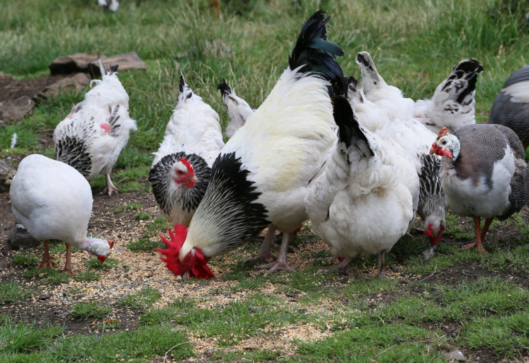 My light susses flock with guinea fowls