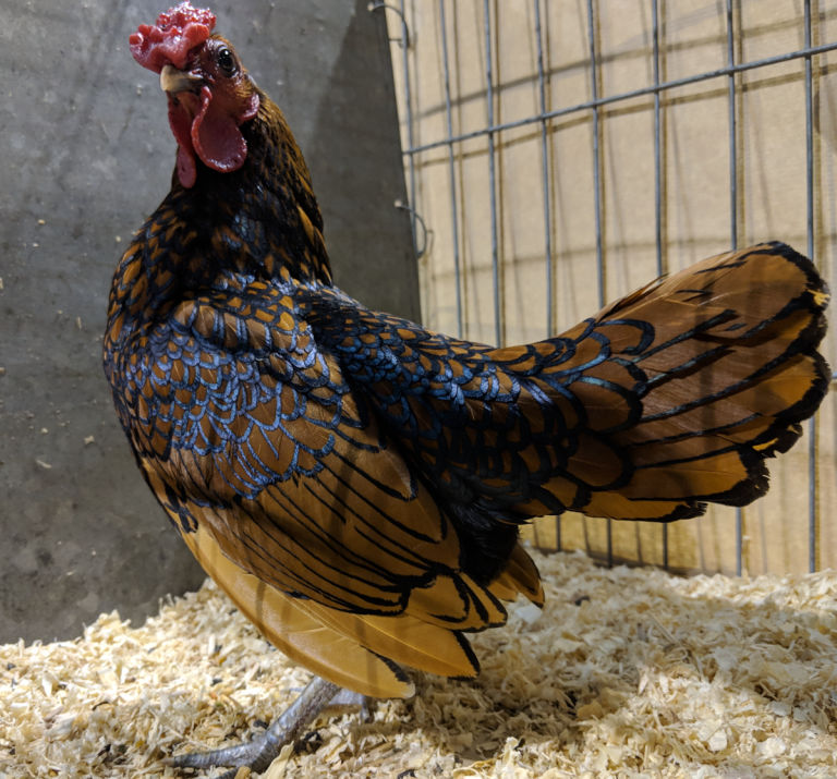 Seabright bantam cockerel