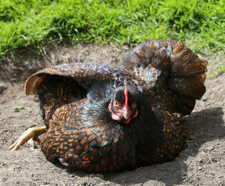 barnevelder hen having a dustbath