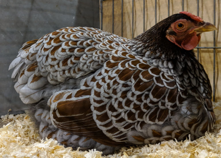 Blue Laced Red Wyandotte hen