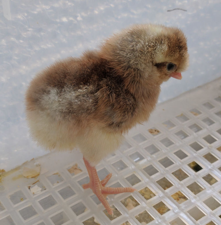 day old chick deep in thought