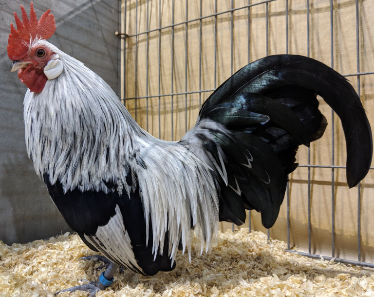 Dutch bantam cockerel