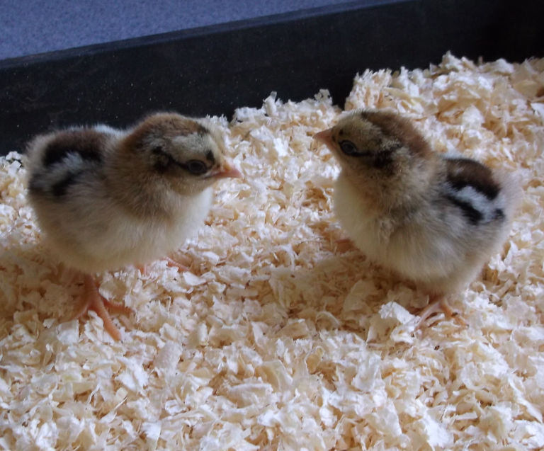 Silver laced barnevelder chicks