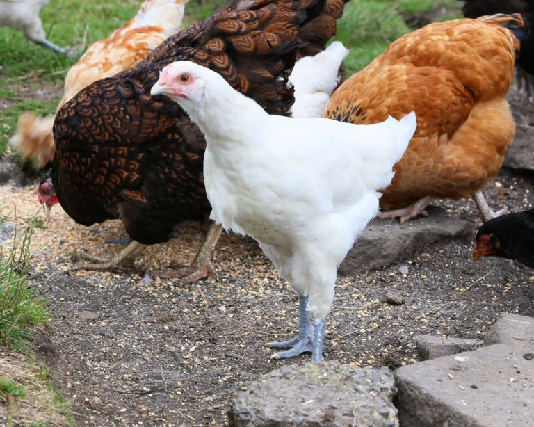 Young bresse pullet