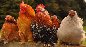 A row of pretty pekins on a perch in the garden