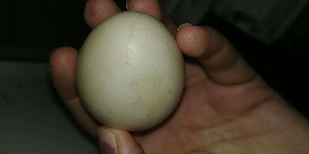 Can a cracked egg still hatch