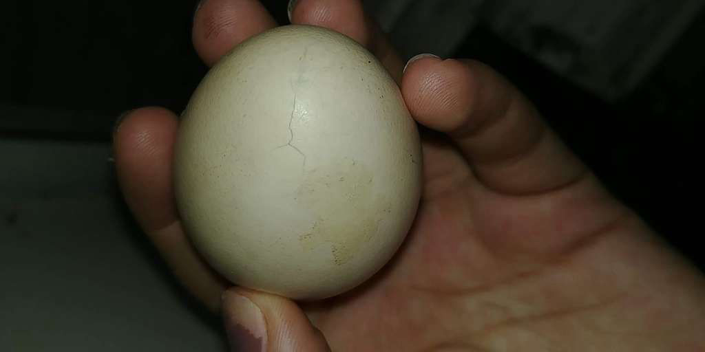 Will a cracked hatching egg survive incubation. Cluckin