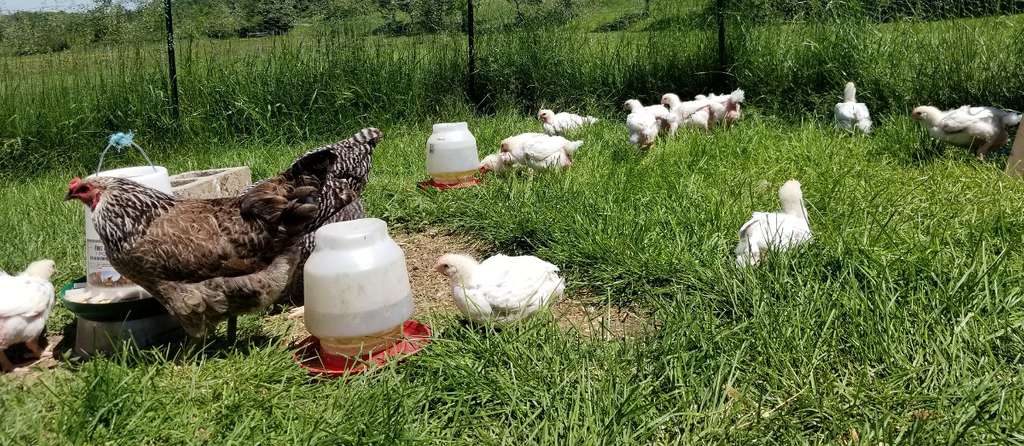 A flock of chickens free ranging on pasture