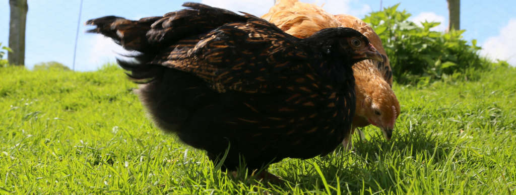 Some young chicks on grass in the sunshine