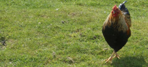 Escaped chickens are quite common but can be hard to catch